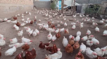 السعر في المزرعة.. تطور جديد يحدد أسعار الفراخ الحقيقية اليوم مفاجأة للمستهلكين 1